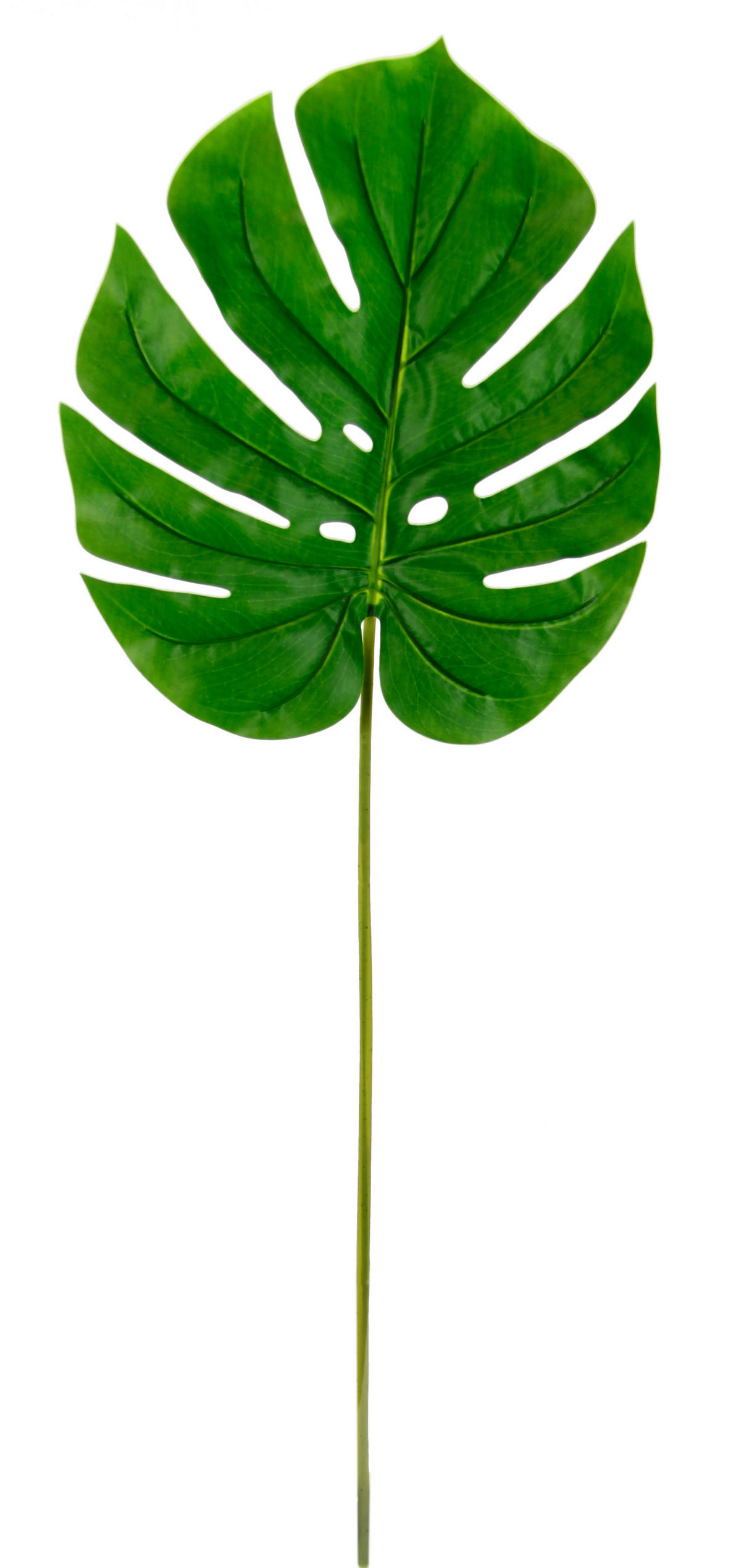 DEKOBLATT 103 cm  - Grün, Basics (103cm)