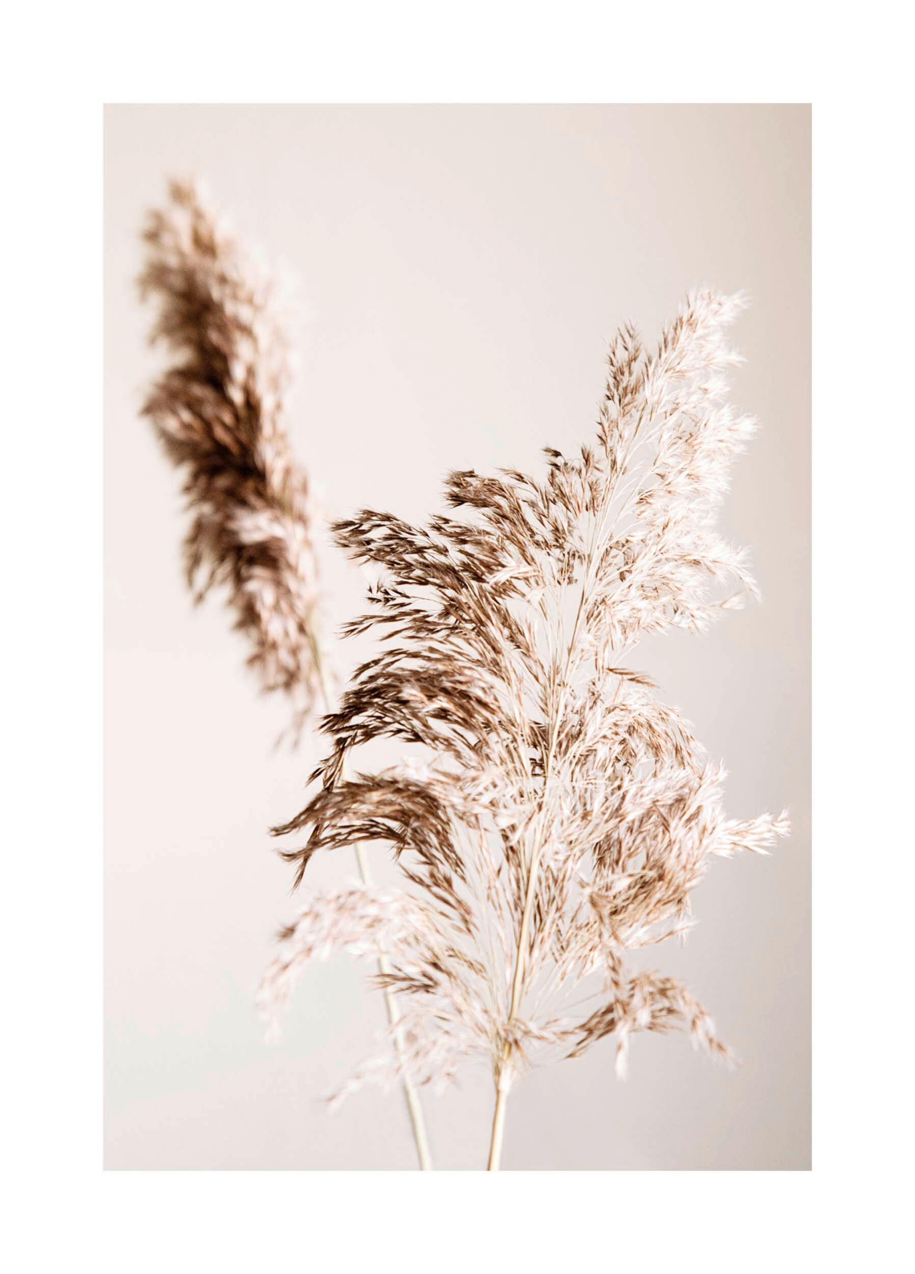 BILD Pflanzen  - Beige, Basics, Holz (70/50/2cm) - Reinders!