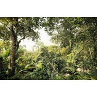 NON WOVEN-TAPET 400/260 cm  - grön, Basics (400/260cm) - Komar