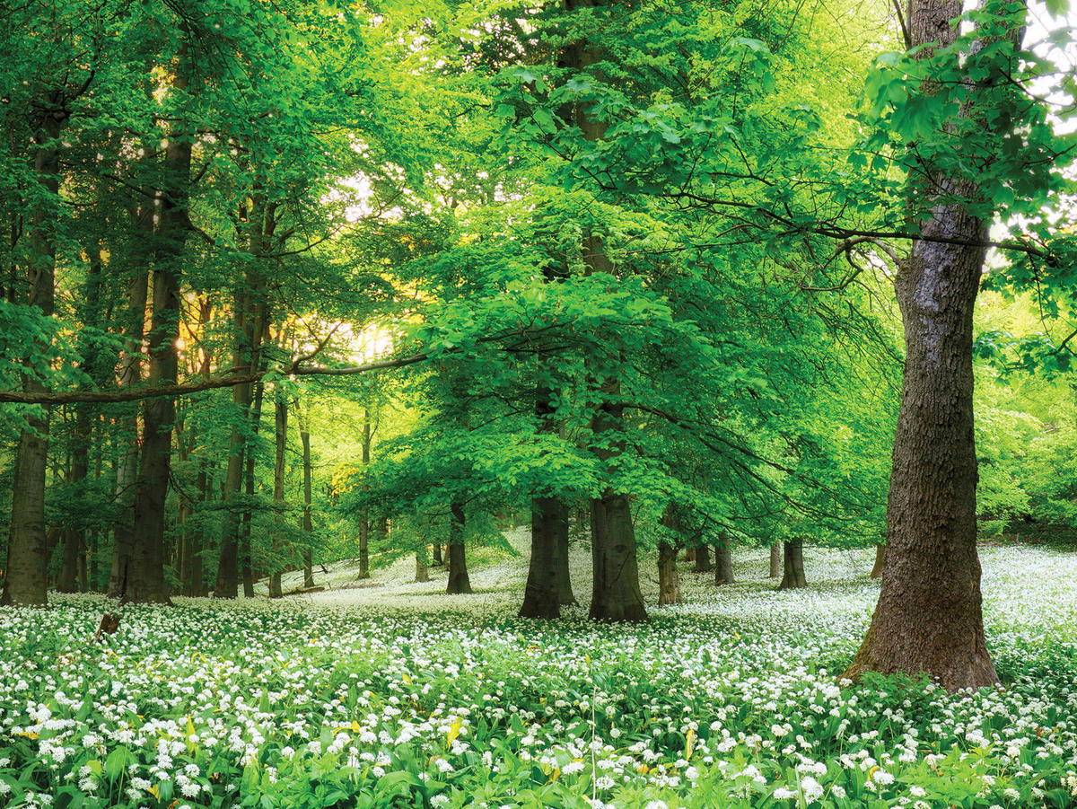 OBRAZ NA SKLE, stromy, 30/40 cm  - vícebarevná, Basics, sklo (30/40cm) - Euroart