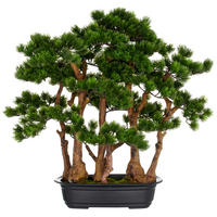 BONSAI Bonsai  - Schwarz/Braun, Basics, Kunststoff (60/60cm) - P & B