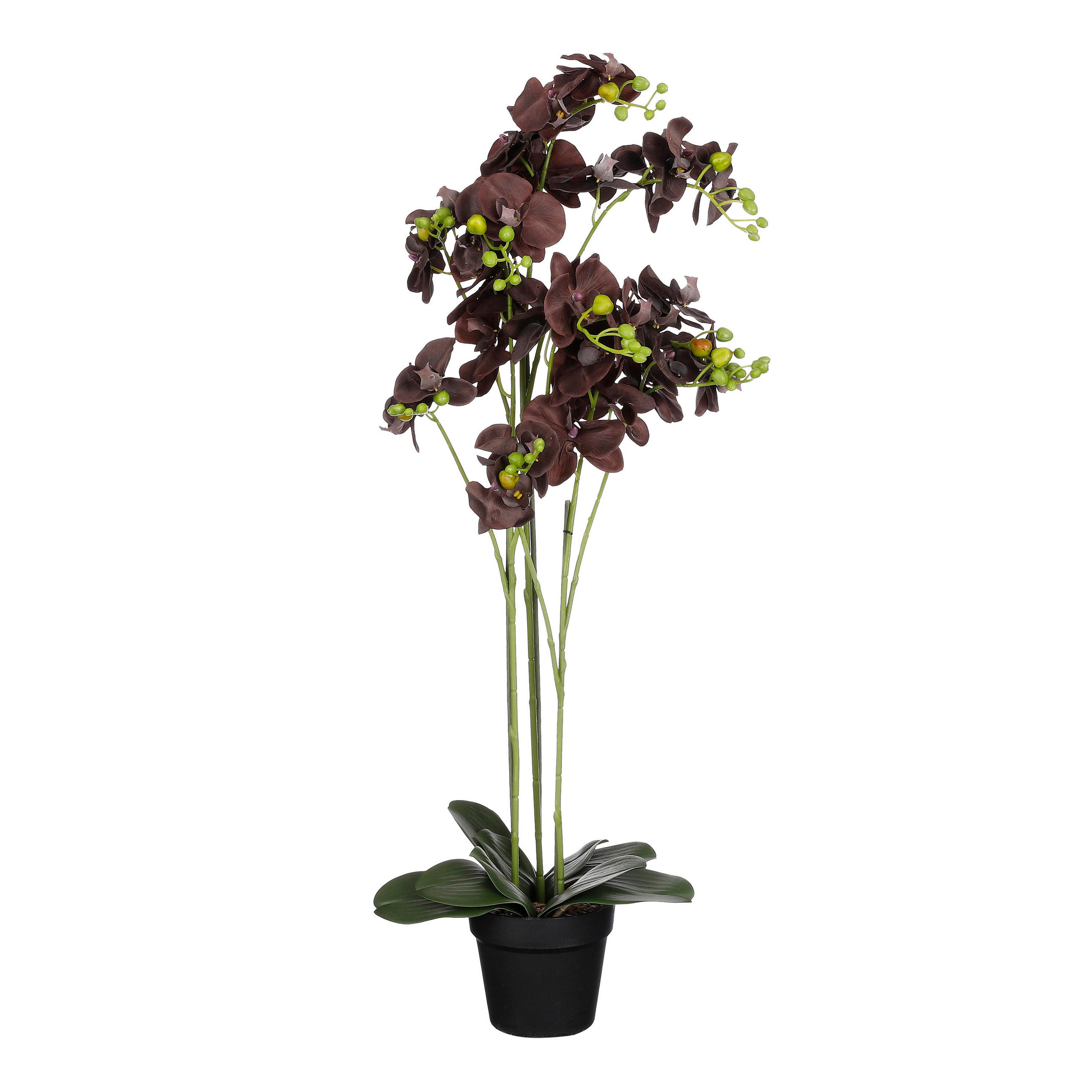 ORHIDEJA - crna, Basics, plastika (30.00/90.00cm)