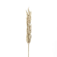 PAMPASWEDEL - Hellbraun/Creme, Trend, Kunststoff (156cm)