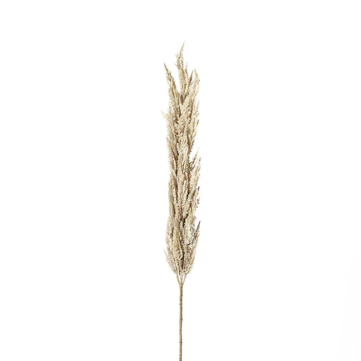 PAMPASWEDEL - Hellbraun/Creme, Trend, Kunststoff (156cm)