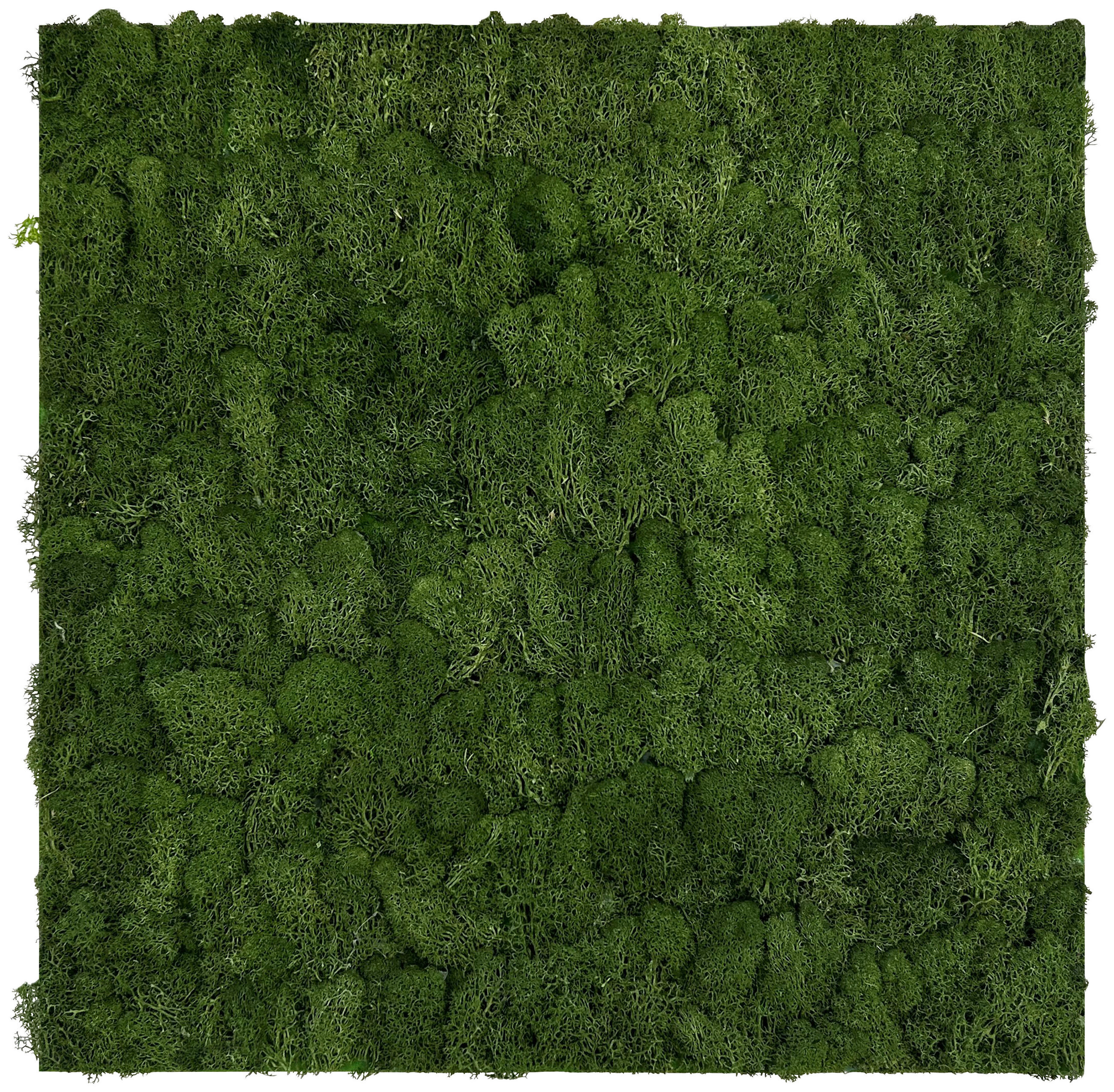 AKUSTIKPANEEL Modular Wall System Design Moos 52/52/4 cm  - Grün, KONVENTIONELL, Naturmaterialien (52/52/4cm) - Jangal
