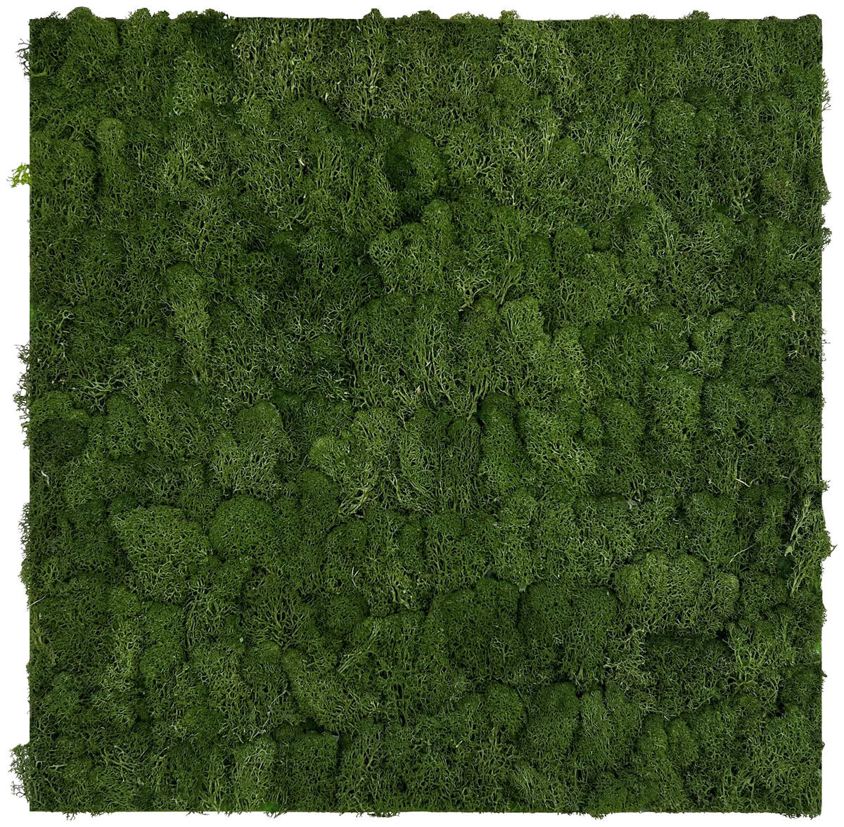 AKUSTIKPANEEL Modular Wall System Design Moos 52/52/4 cm  - Grün, KONVENTIONELL, Naturmaterialien (52/52/4cm) - Jangal