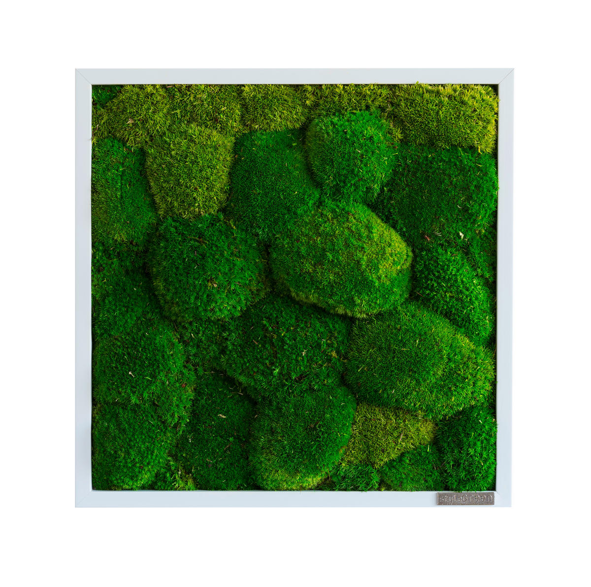 MOOSBILD Stylegreen  - Weiß/Grün, Basics, Naturmaterialien/Holz (35/35/7cm)
