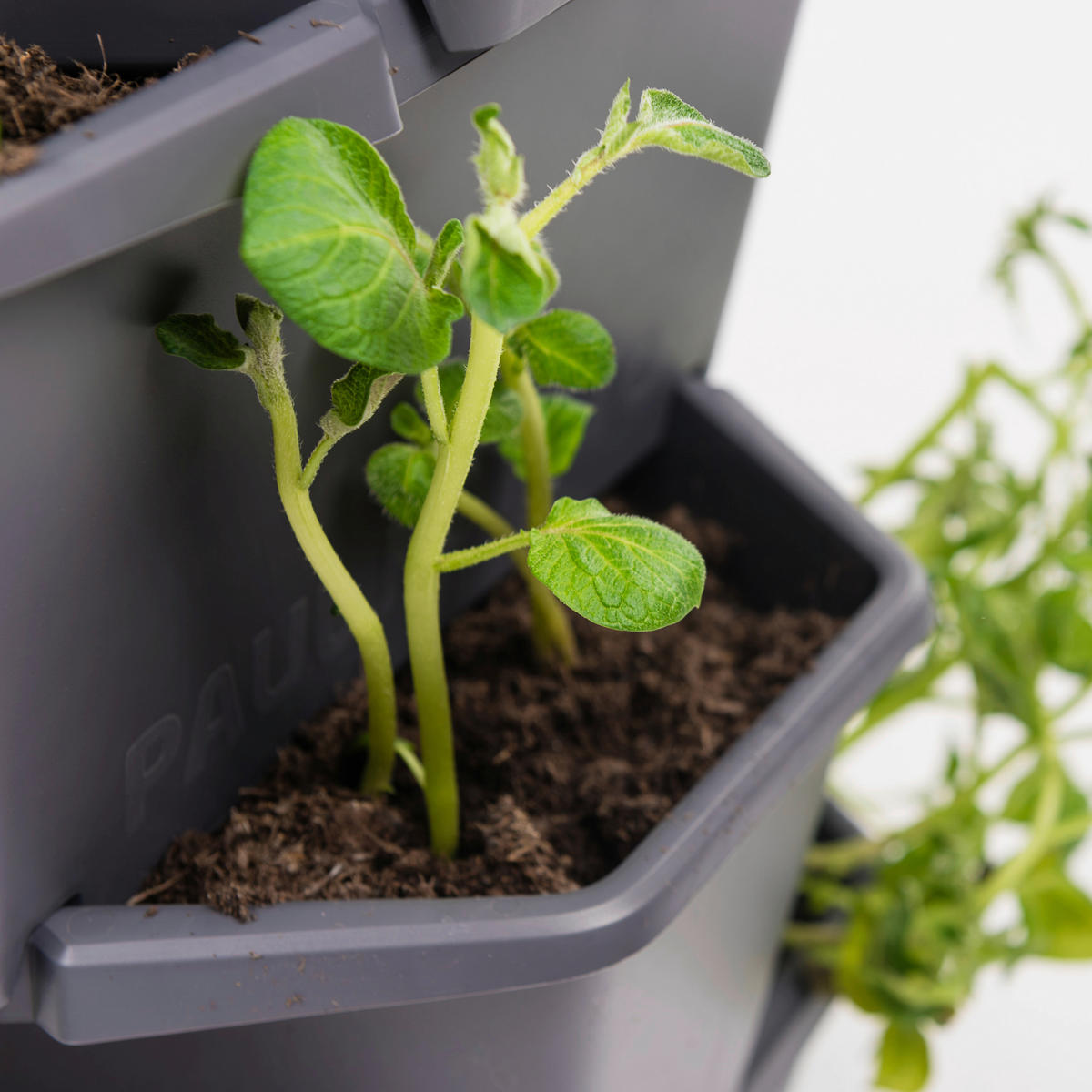 PFLANZENTOPF  PAUL POTATO  - Anthrazit, Basics, Kunststoff (44/65/44cm) - Gusta Garden