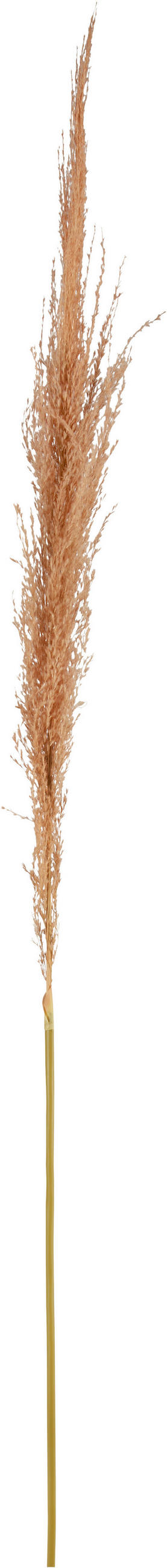 DEKORAČNÍ VĚTVIČKA pampová tráva 120 cm - oranžová, Basics, přírodní materiály (120cm)