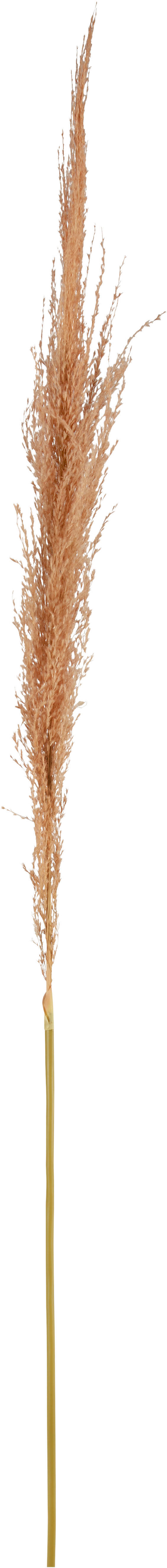 DEKORAČNÍ VĚTVIČKA pampová tráva 120 cm - oranžová