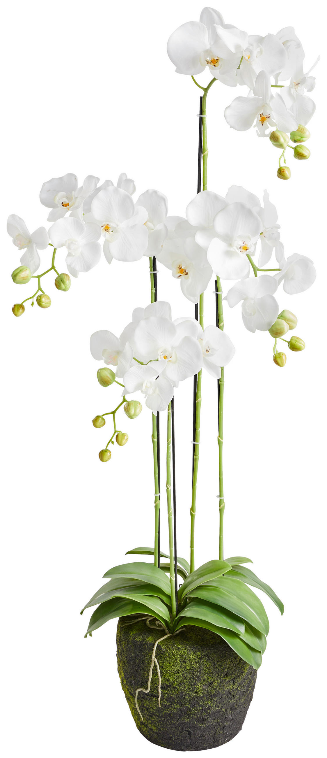 ORCHIDEJ 100 cm - bílá/zelená, Basics, plast (100cm)