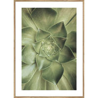 UMELECKÁ TLAČ, rastliny, 51,2/71,2 cm  - viacfarebná/farba duba, Basics, kompozitné drevo (51,2/71,2cm) - Monee