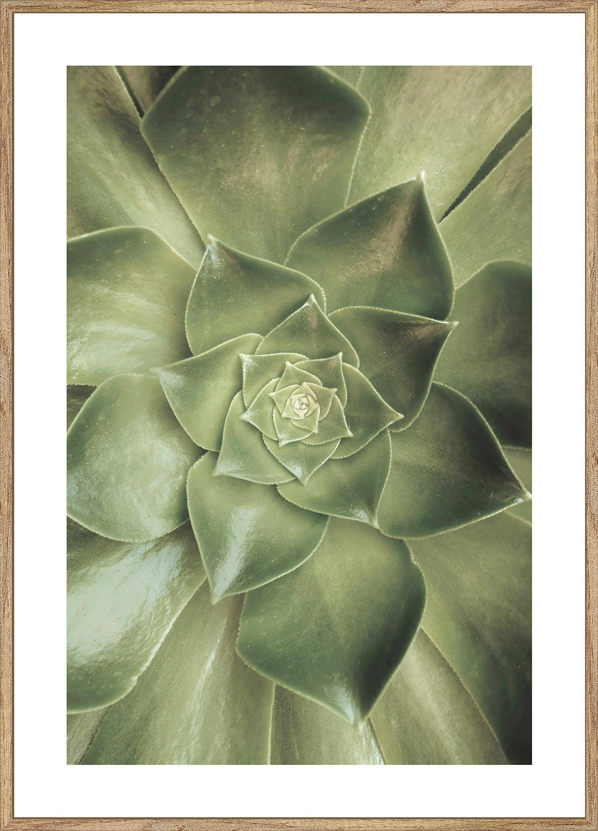 UMELECKÁ TLAČ, rastliny, 51,2/71,2 cm  - viacfarebná/farba duba, Basics, kompozitné drevo (51,2/71,2cm) - Monee