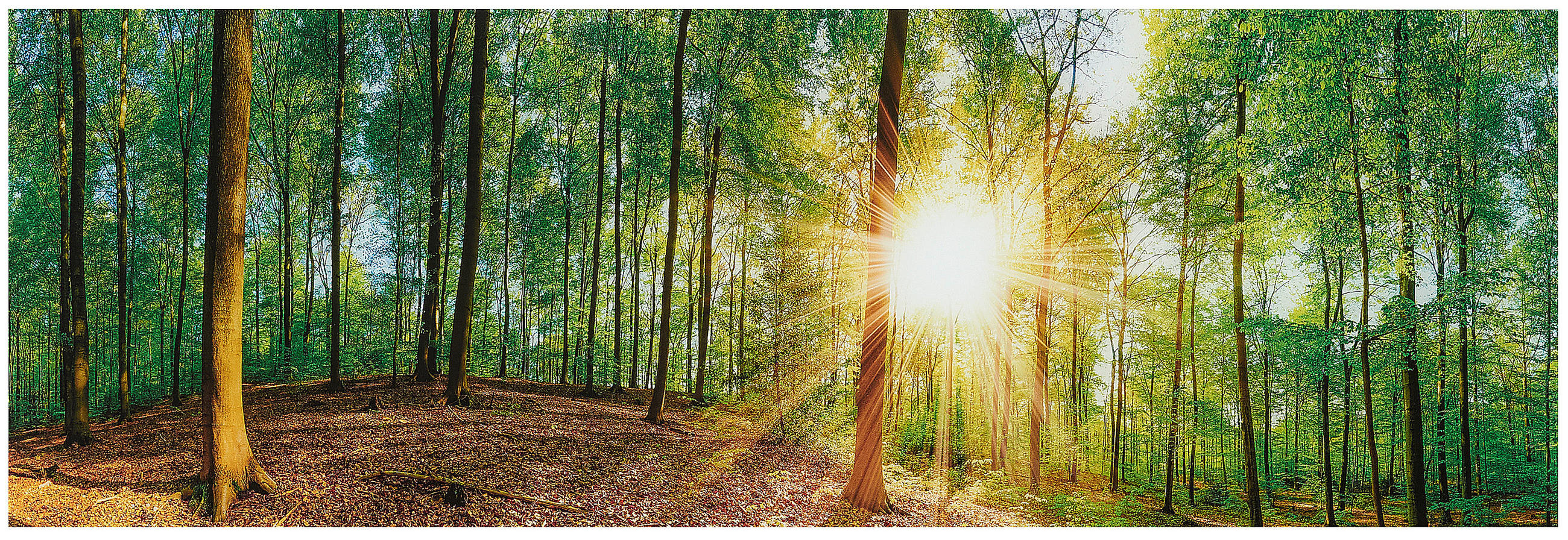 GLASBILD Bäume 33/98 cm  - Multicolor, Natur, Glas (33/98cm) - Euroart