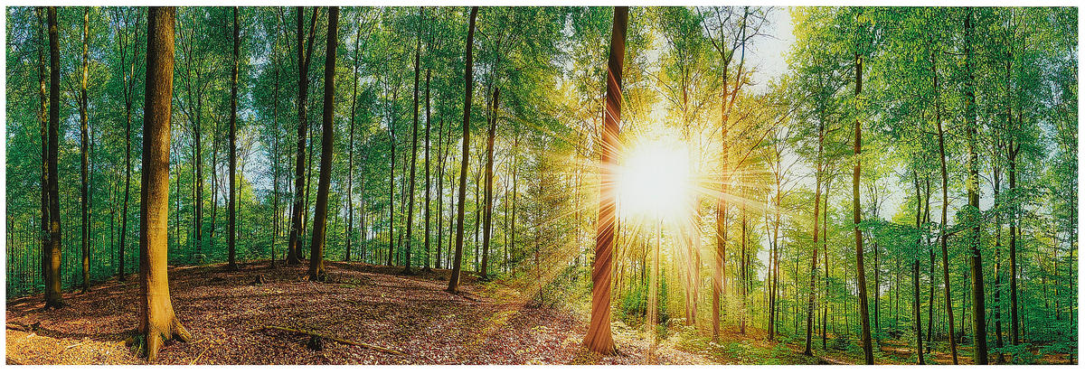 GLASBILD Bäume 33/98 cm  - Multicolor, Natur, Glas (33/98cm) - Euroart