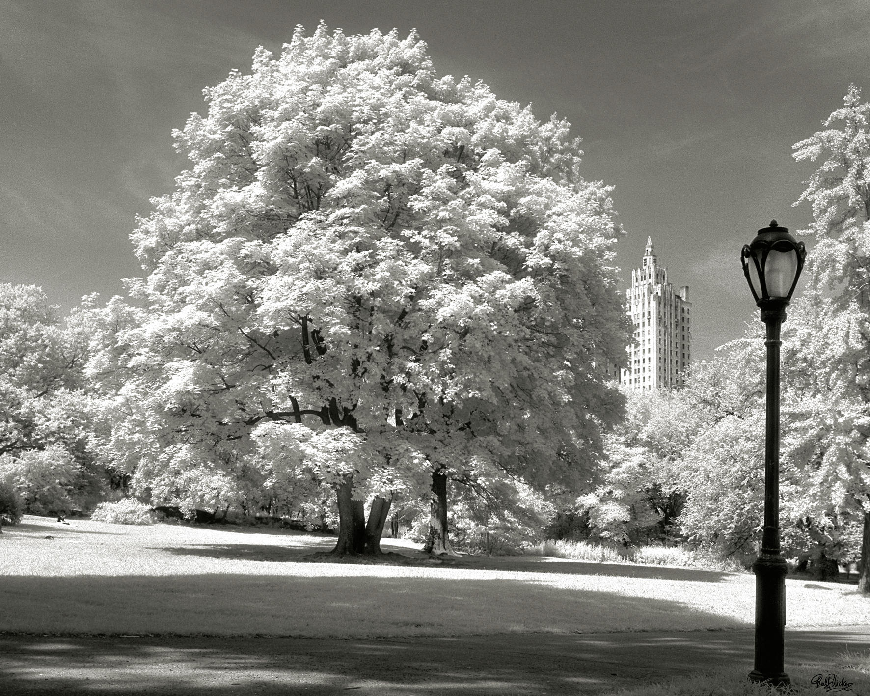 KUNSTDRUCK Ralf Uicker Städte, Bäume Central Park Tree  - Schwarz/Weiß, Basics, Papier (50/40cm) - Monee