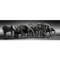 LEINWANDBILD Tiere  - Schwarz/Weiß, KONVENTIONELL, Holz/Papier (180/60cm) - Euroart