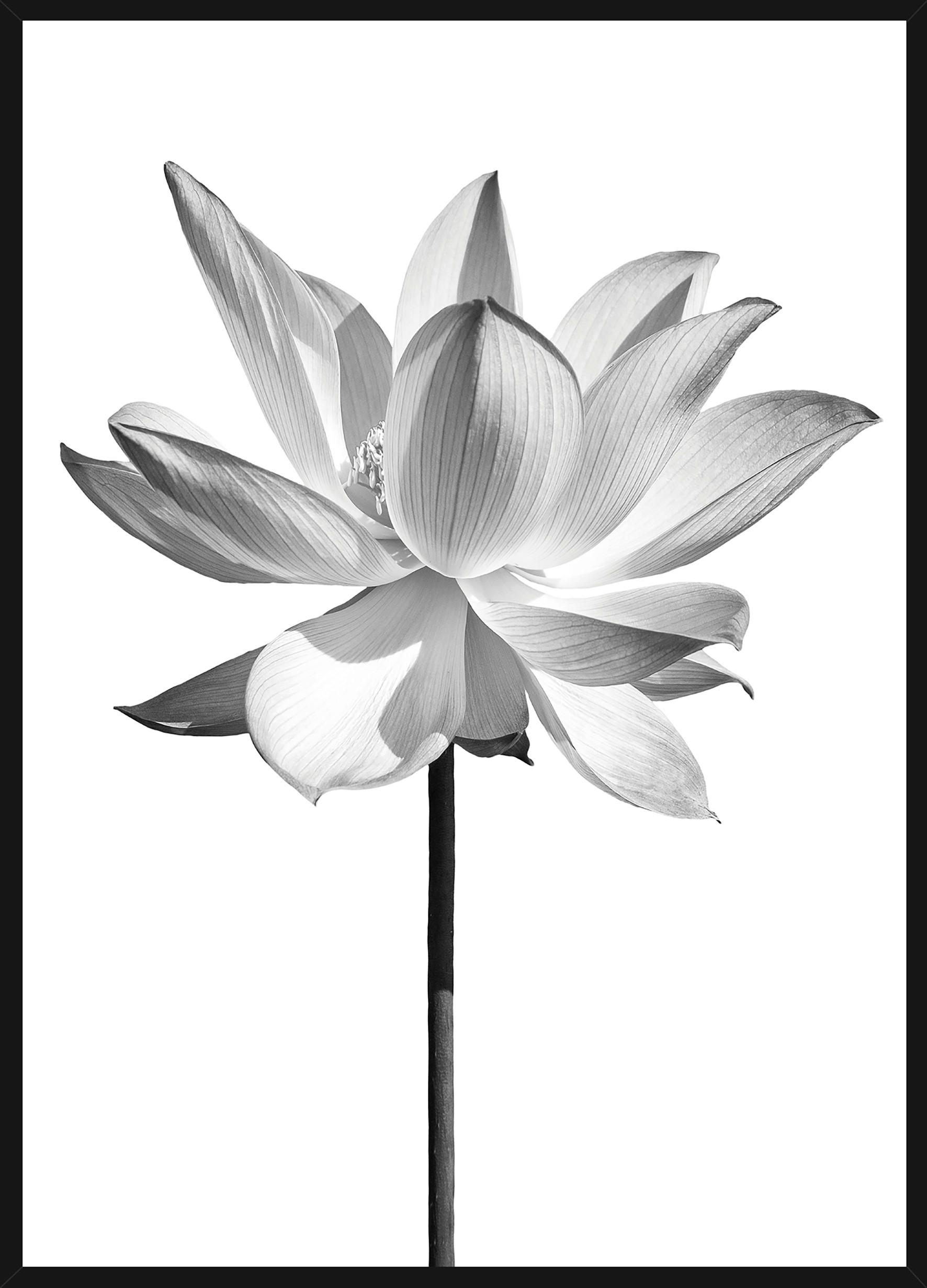 KONSTTRYCK 51,2/71,2 cm  - multicolor/svart, Basics, trämaterial (51,2/71,2cm) - Monee