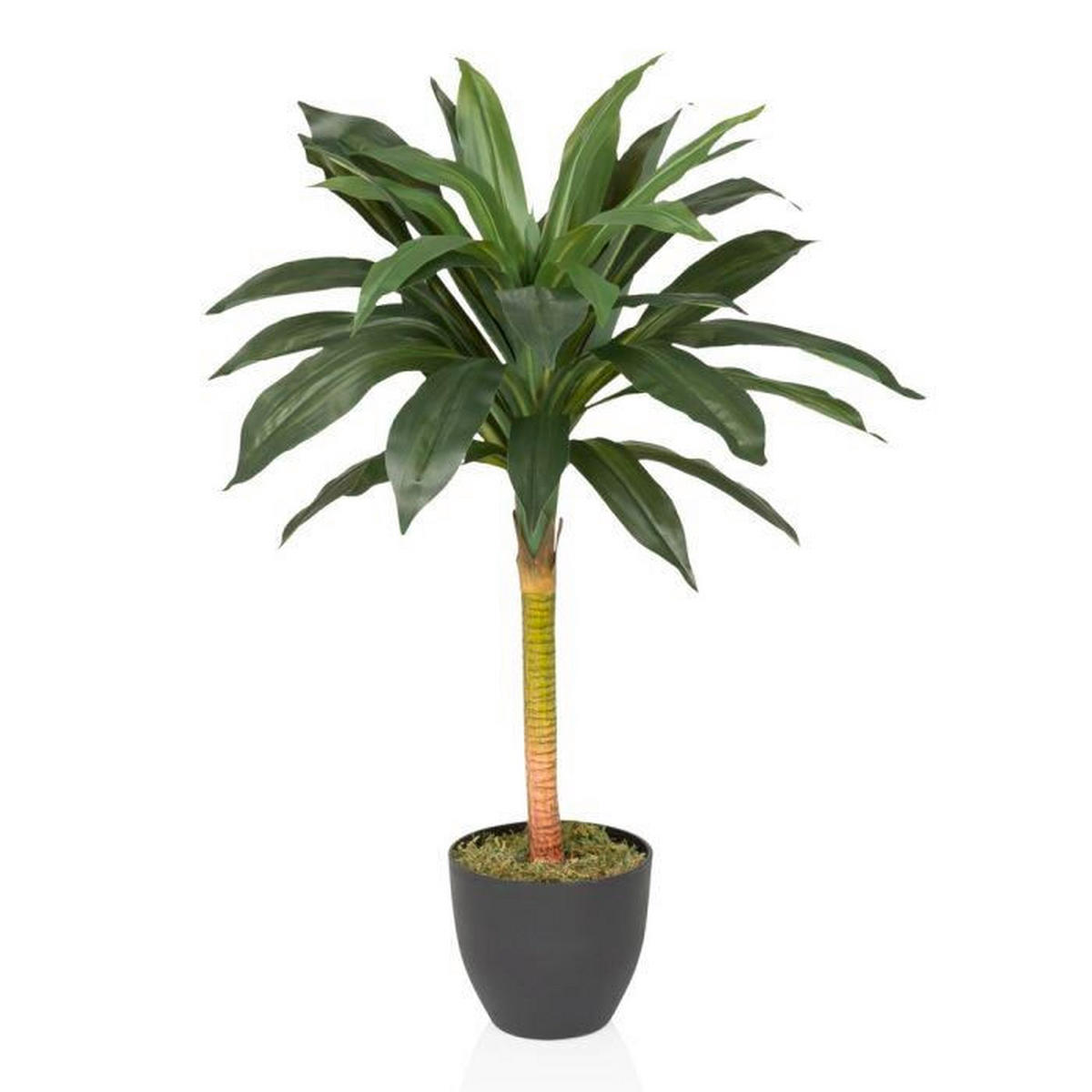 KUNSTPFLANZE Drachenbaum  - Schwarz/Hellgrün, MODERN, Kunststoff (33/85/33cm) - MID.YOU