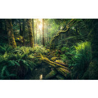 FOTOTAPETE - Multicolor, Trend, Textil (450/280cm)