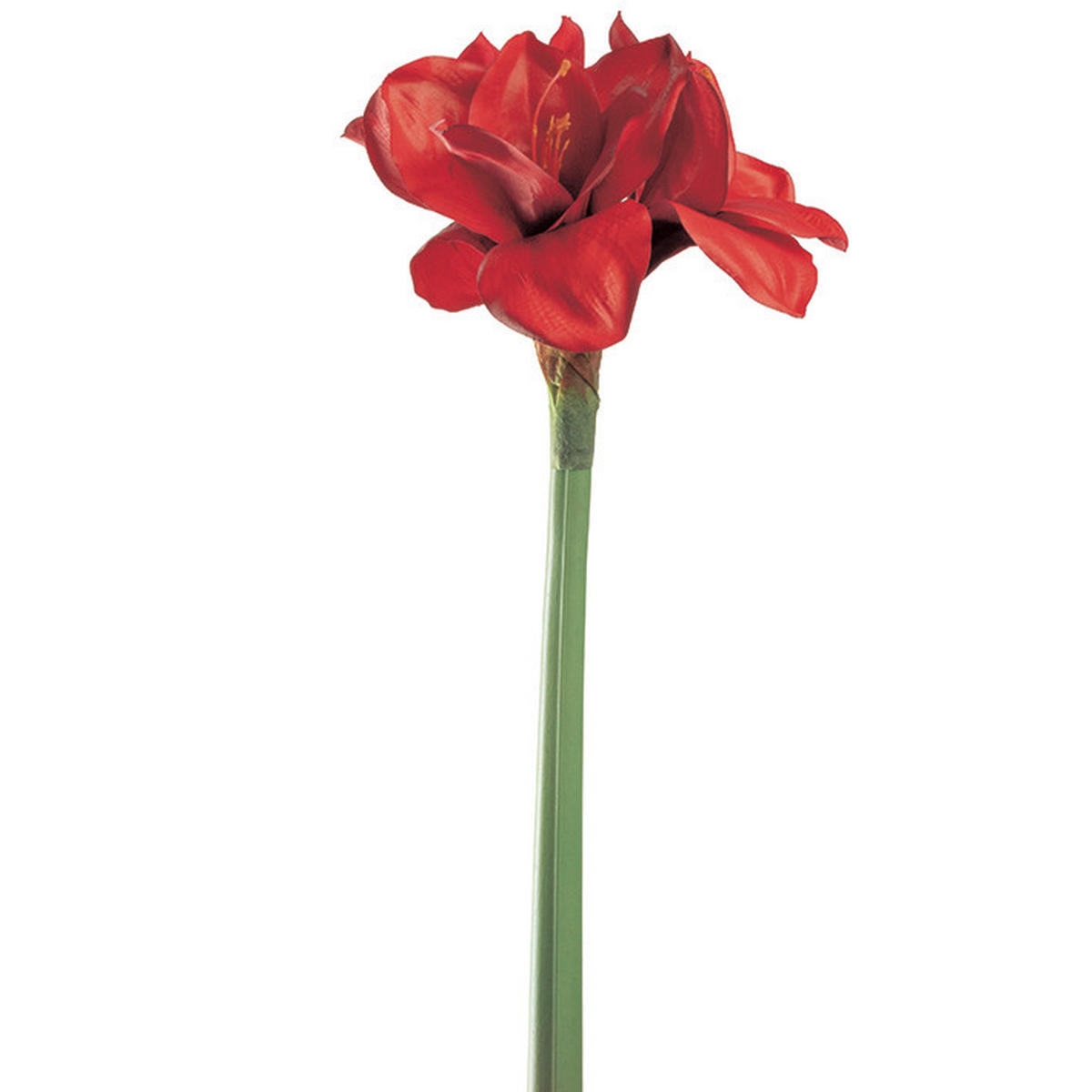 AMARILIS - rdeča/zelena, Basics, kovina/umetna masa (19/55/14cm) - Leonardo