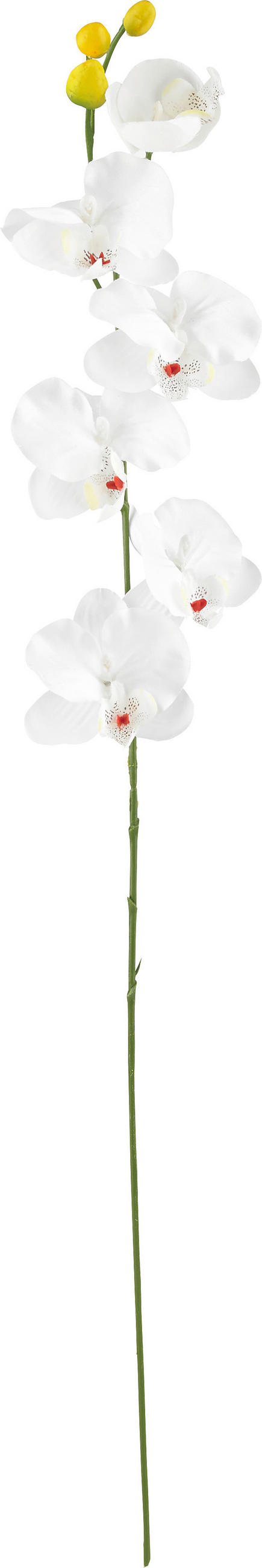 UMĚLÁ KVĚTINA orchidej 72 cm - zelená/krémová, Basics, textil (72cm)