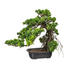 KUNSTPFLANZE Bonsai - Grün, Kunststoff (40/40cm) KUNSTPFLANZE Bonsai - Grün, Kunststoff (40/40cm)