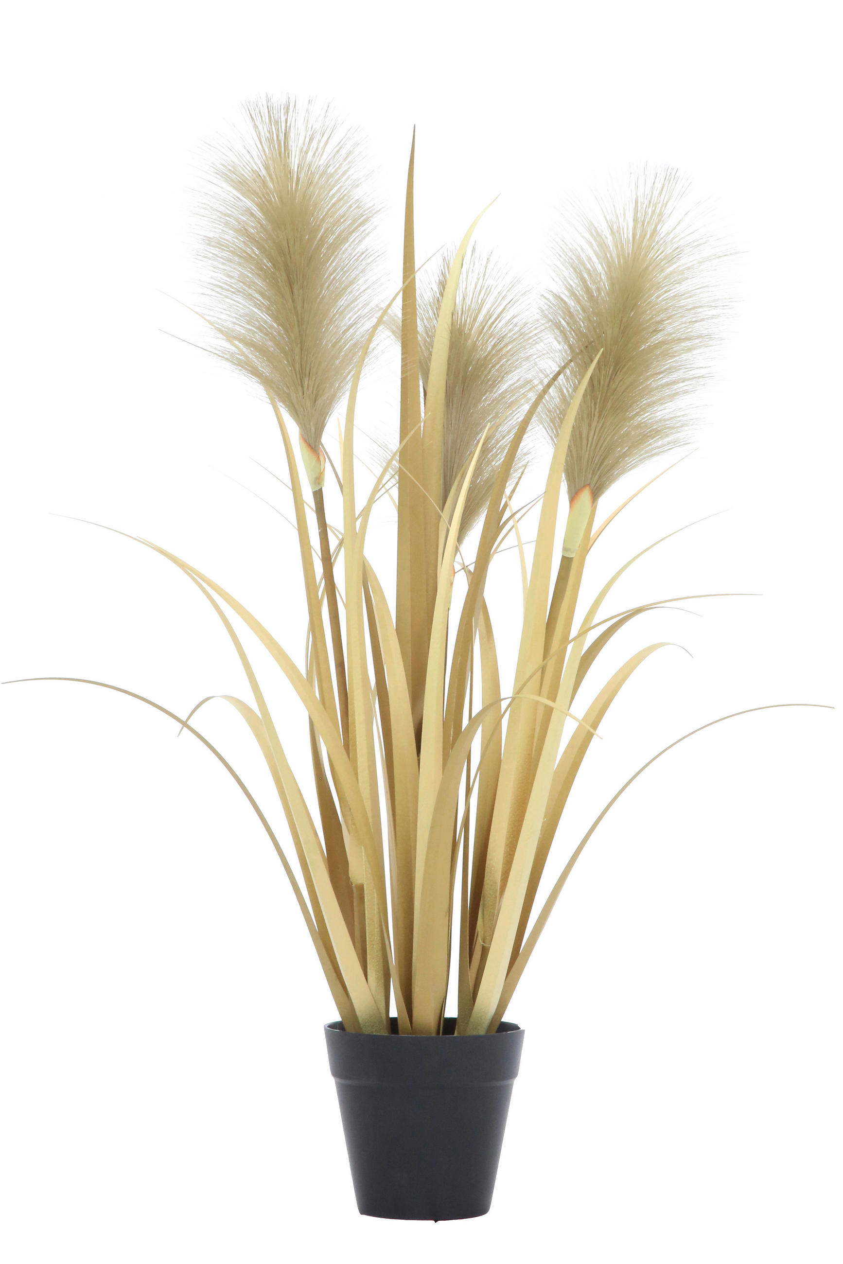 SCHILFGRAS Schilfgras  - Goldfarben/Schwarz, Basics, Kunststoff/Textil (55cm) - Ambia Home