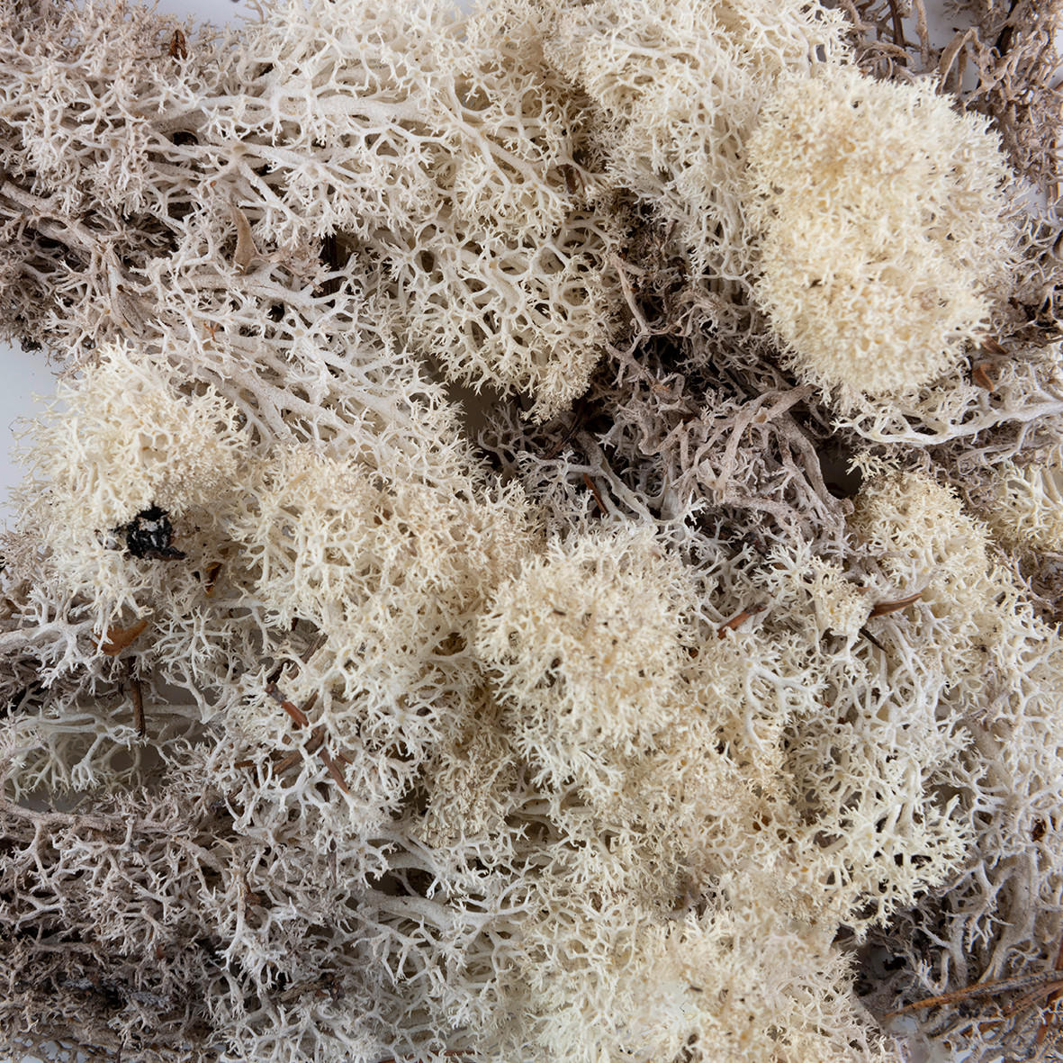 DEKOMOOS - Naturfarben, Basics, Naturmaterialien (0,020kg) - Ambia Home