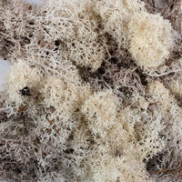 DEKOMOOS - Naturfarben, Basics, Naturmaterialien (0,020kg) - Ambia Home