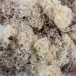 DEKOMOOS - Naturfarben, Basics, Naturmaterialien (0,020kg) - Ambia Home