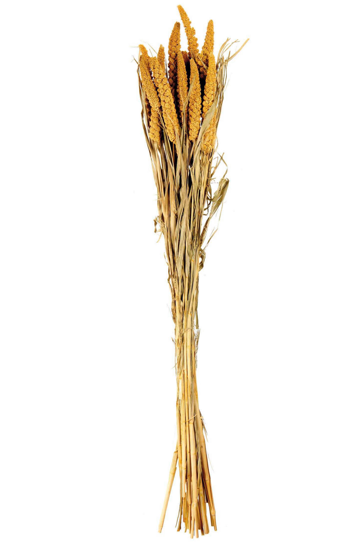 DEKOPFLANZE  - Gelb, Basics, Naturmaterialien (70-75cm) - ASA