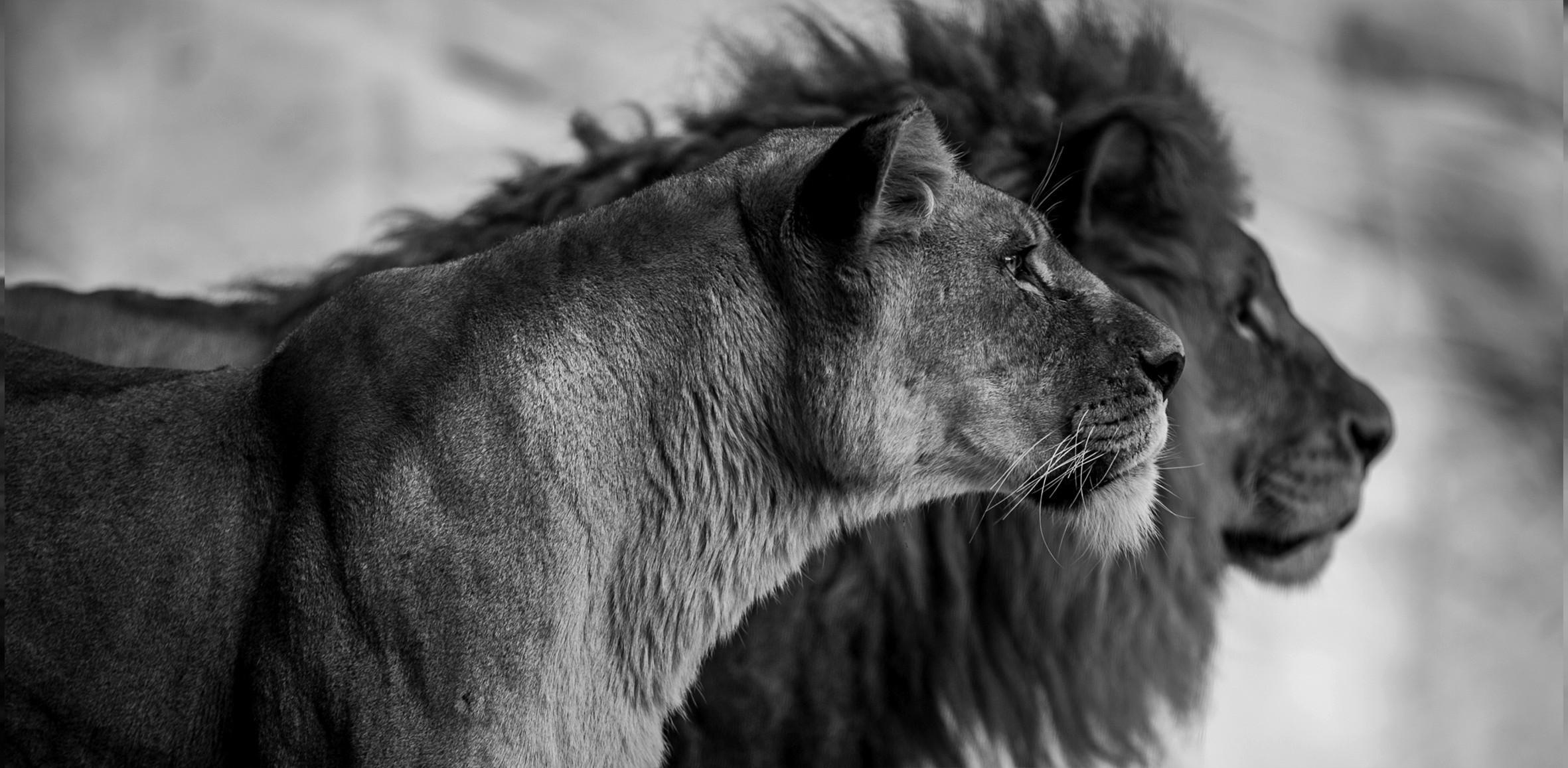 ALUMINIUMBILD Tiere 98/48 cm  - Schwarz/Weiß, Design, Kunststoff/Metall (98/48cm) - Wandkraft