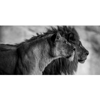 ALUMINIUMBILD Tiere 98/48 cm  - Schwarz/Weiß, Design, Kunststoff/Metall (98/48cm) - Wandkraft