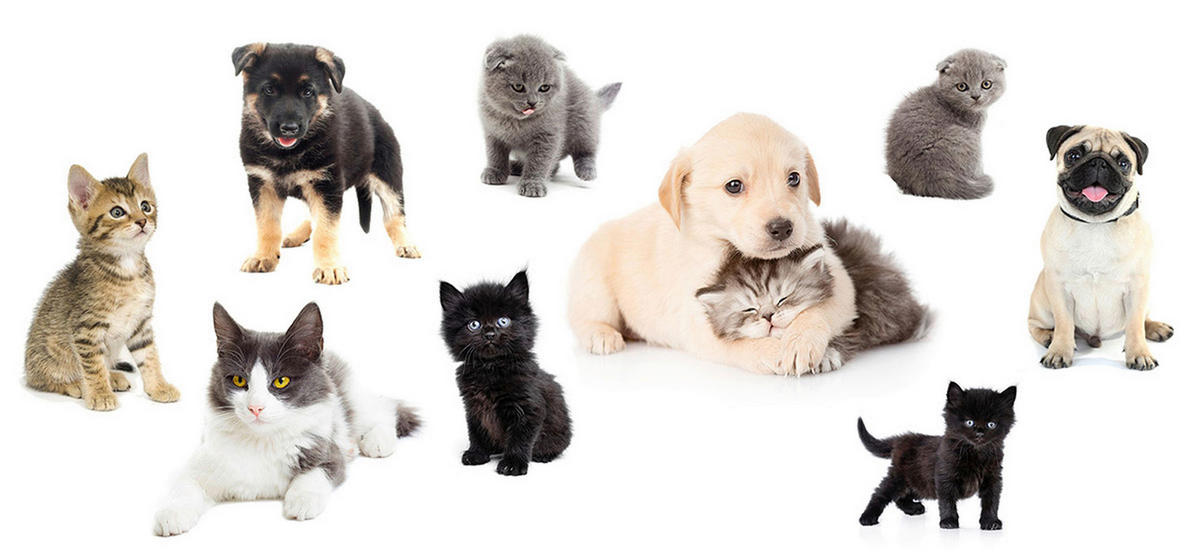 DEKORAČNÍ NÁLEPKA - Basics, plast (50/70cm) - Euroart