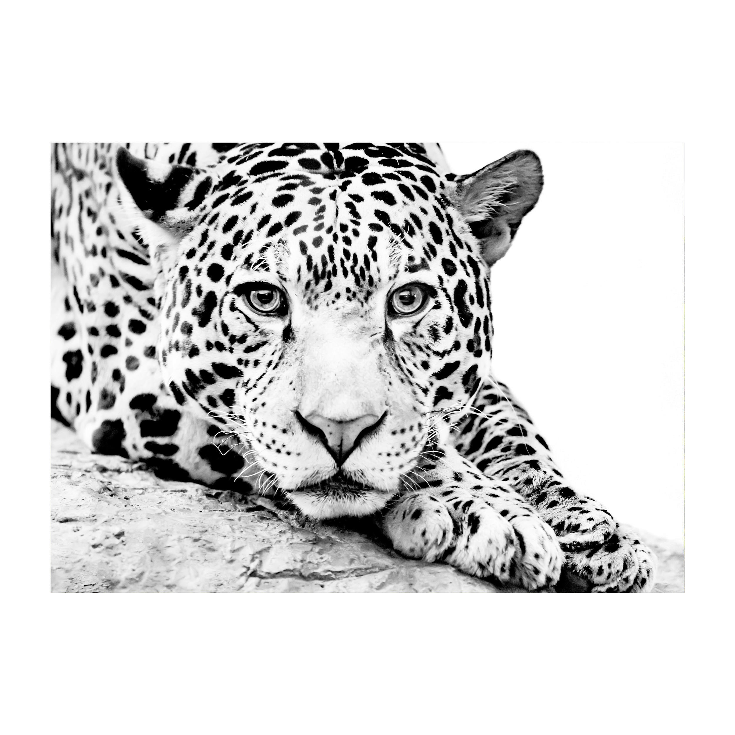 GLASBILD Tiere 120/80 cm  - Schwarz/Weiß, Basics, Glas (120/80cm) - Monee