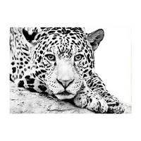 GLASBILD Tiere 120/80 cm  - Schwarz/Weiß, Basics, Glas (120/80cm) - Monee