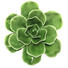 DEKOBLUME - Grün, Natur, Keramik (11/5cm) - Ambia Home DEKOBLUME - Grün, Natur, Keramik (11/5cm) - Ambia Home