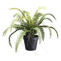 KUNSTPFLANZE Farn 35 cm  - Schwarz/Braun, Design, Kunststoff (35cm) - P & B