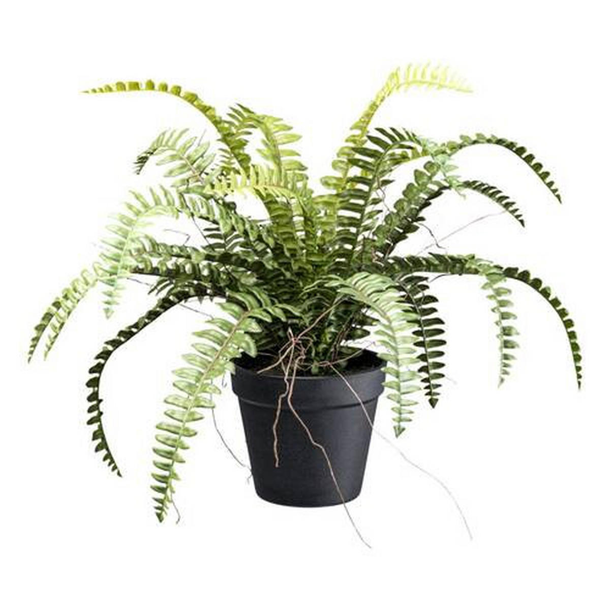 KUNSTPFLANZE Farn 35 cm  - Schwarz/Braun, Design, Kunststoff (35cm) - P & B