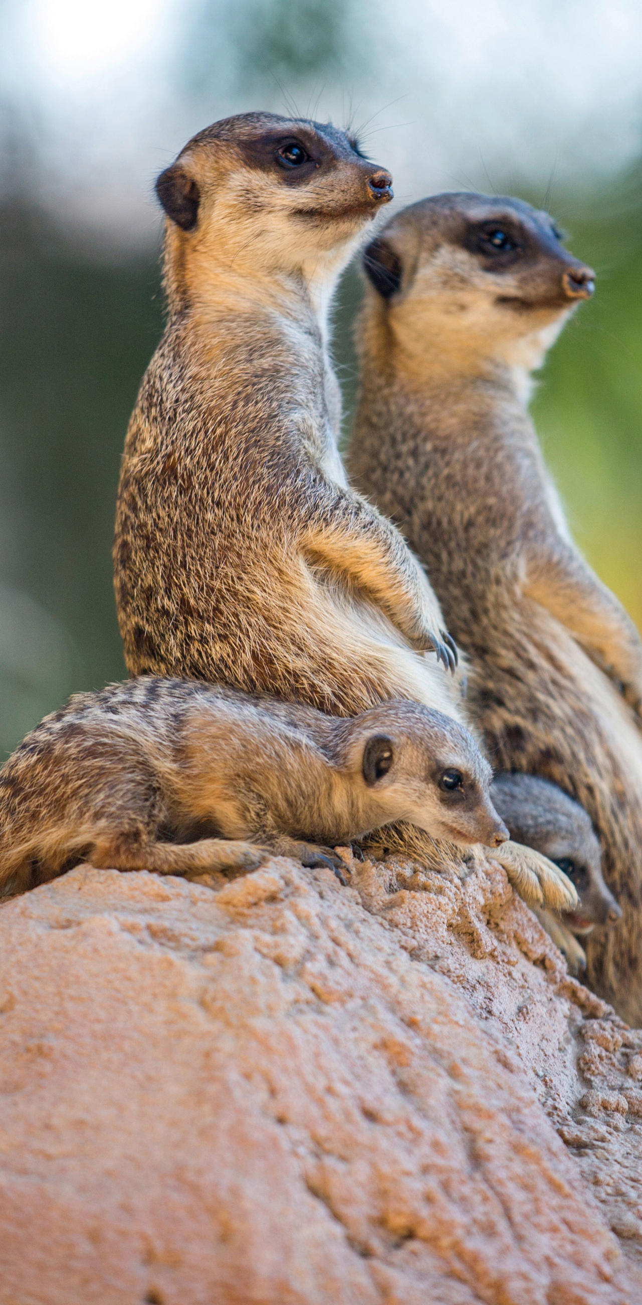 ALUMINIUMBILD Landschaft & Natur, Tiere 70/118 cm  - Sandfarben/Beige, Design, Kunststoff/Metall (70/118cm) - Wandkraft