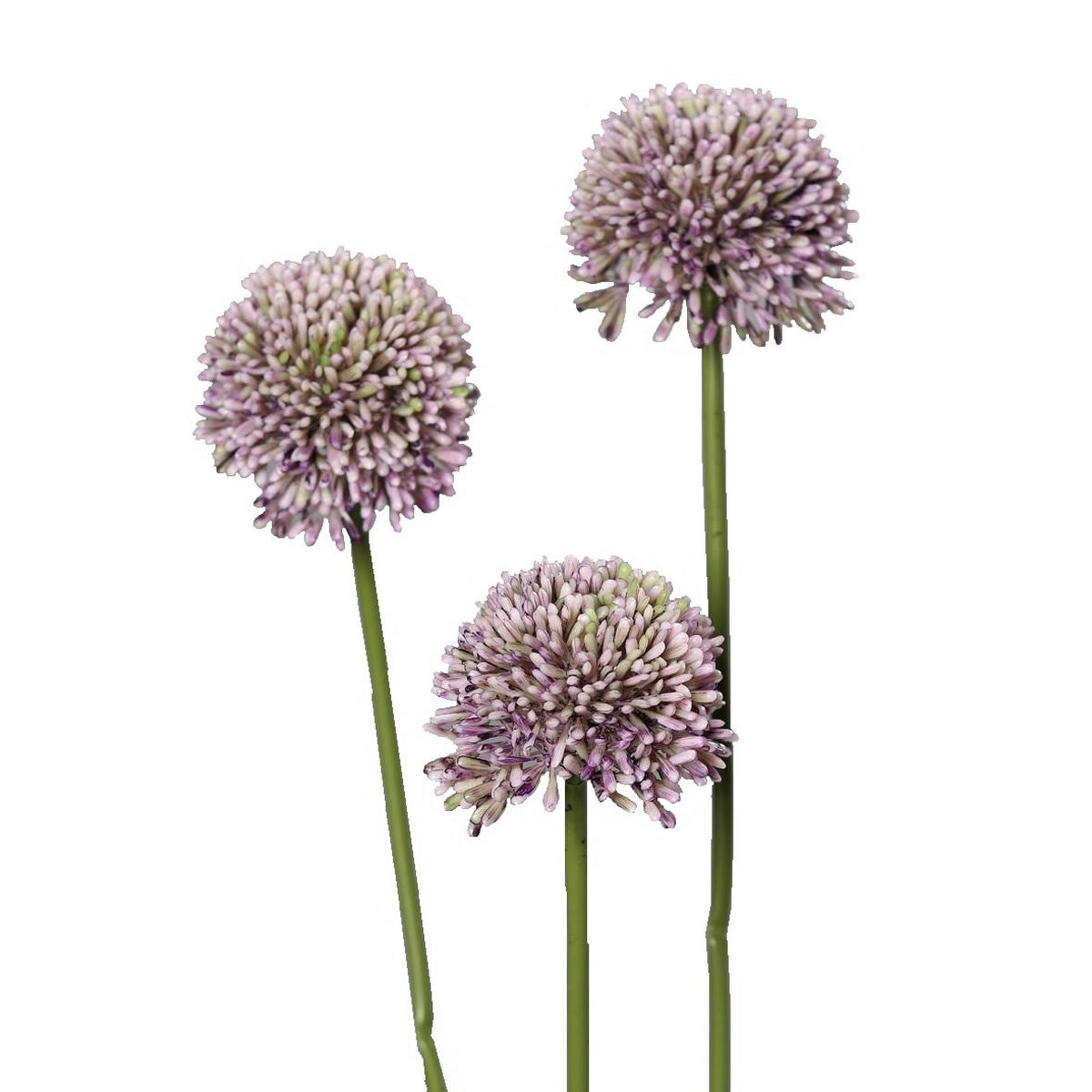 ALIJUM - zelena, Osnovno, tekstil/plastika (46cm)