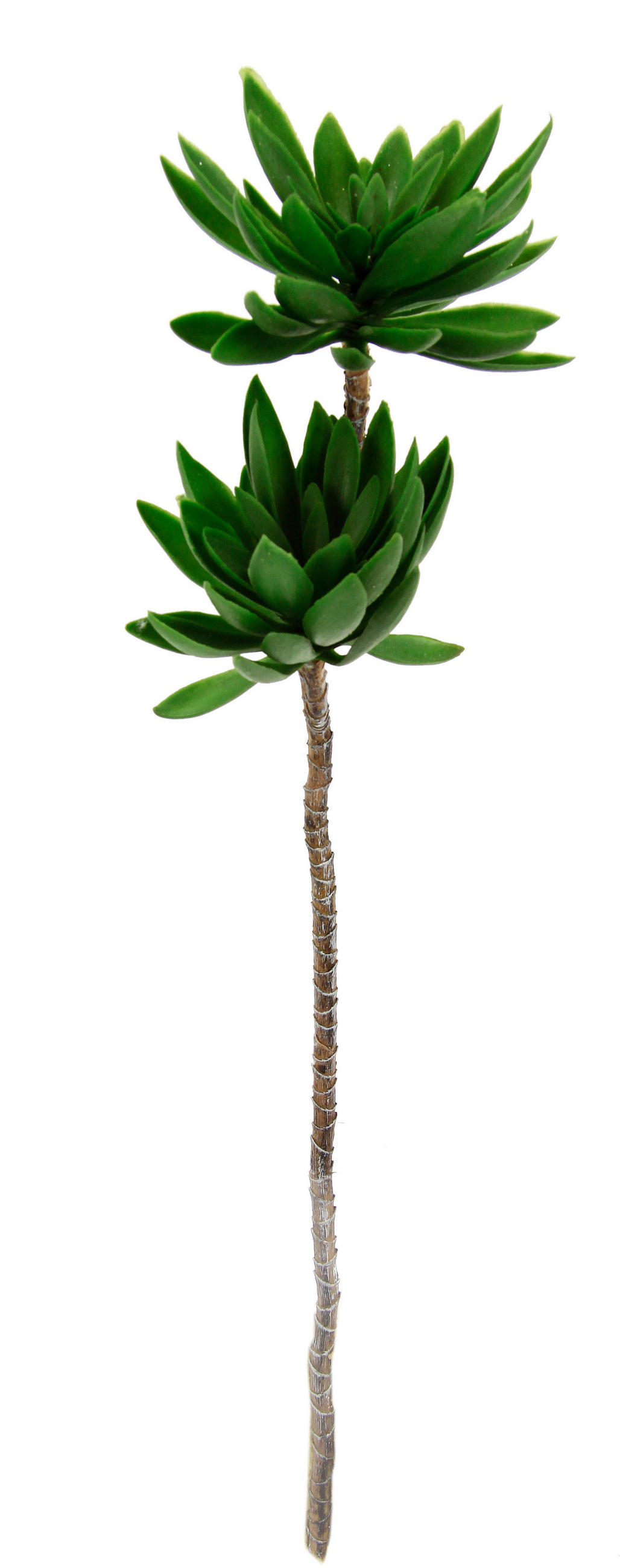 XXXLutz Sukkulente Sukkulente Grün 62 cm