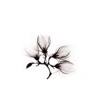 GLASBILD Landschaft & Natur, Blumen, Pflanzen 118/70 cm  - Dunkelbraun/Weiß, Design, Glas (118/70cm)