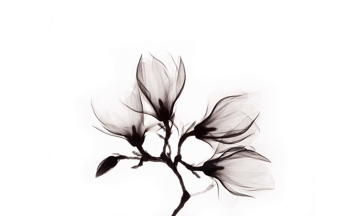 GLASBILD Landschaft & Natur, Blumen, Pflanzen 118/70 cm  - Dunkelbraun/Weiß, Design, Glas (118/70cm)