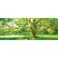 OBRAZ NA SKLE, stromy, 30/80/1,40 cm - vícebarevná, Natur, sklo (30/80/1,40cm) - Euroart