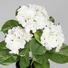 KUNSTBLUME Hortensie - Weiß, Kunststoff (40cm) KUNSTBLUME Hortensie - Weiß, Kunststoff (40cm)
