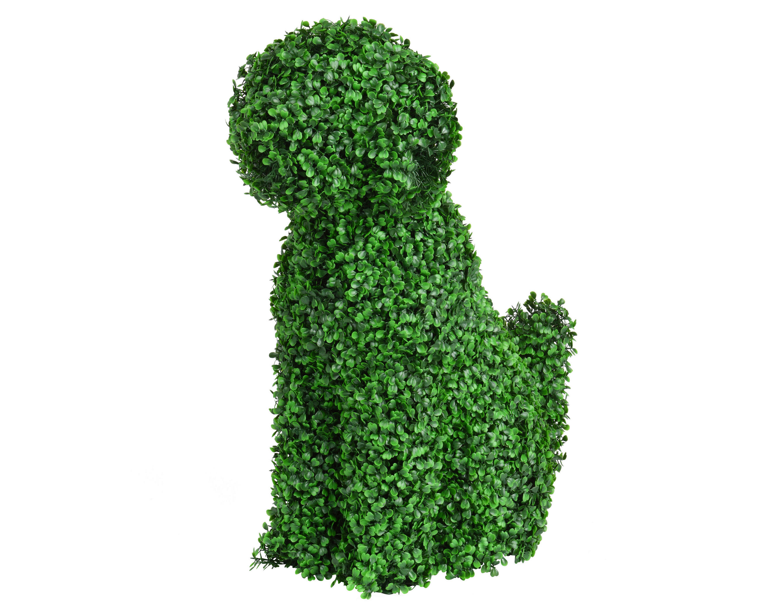 Cimișir - Basics (50,00/27,00/60,00cm)