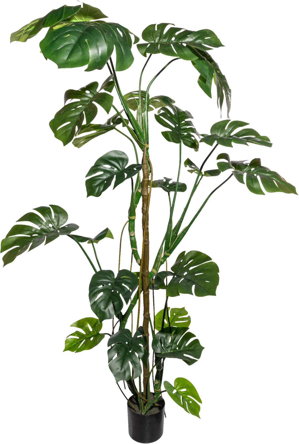 KUNSTPFLANZE Split Philodendron 180 cm  - Schwarz/Braun, Design, Kunststoff (180cm) - P & B