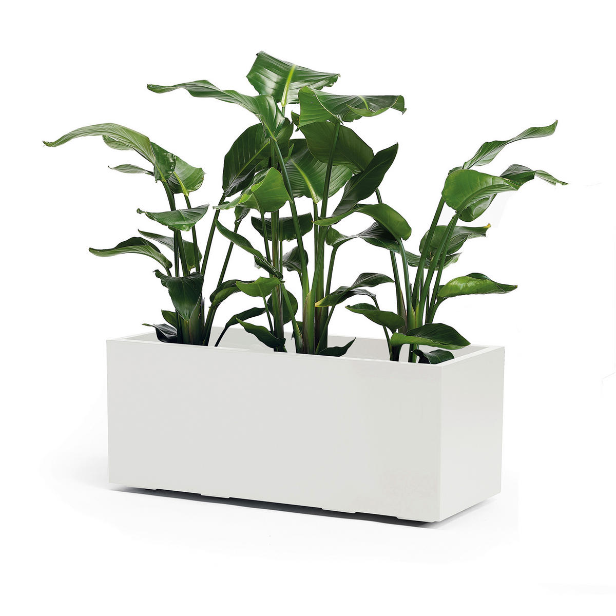 BLUMENKASTEN RIO GREENER  - Weiß, Basics, Kunststoff (99,5/39,5/39,5cm)